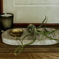thumbnail image 2 of ragnaroc Air Plants - Tillandsia Caput Medusae, Large 5-7" - 1ct - Live Arrival Guaranteed - House Plants for Home Decor & Gift, 2 of 7