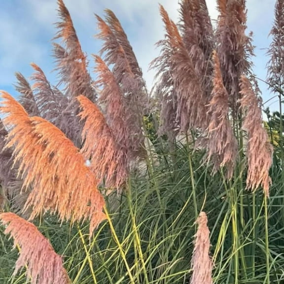 Pink Pampas Grass for Outdoor Planting, Pampas Grass Plants Live 4-8 Inches Starter