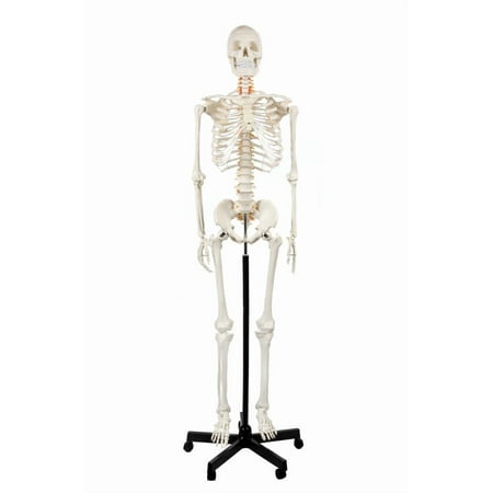 Axis Scientific Life-Size Human Skeleton Model  5 6  Height  Articulated Bones with Numbered Landmarks  Mobile Stand  Study Guide & 3-Year Warranty price history on PriceWatchPro
