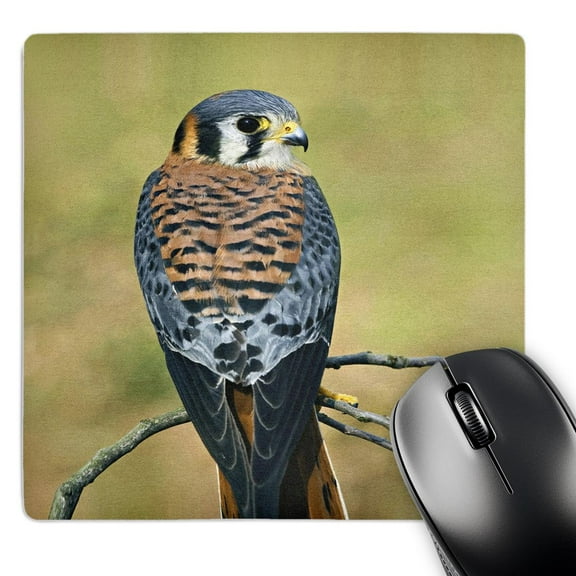 3dRose, Male American Kestrel bird - NA02 AJE0261 - Adam Jones, MousePad