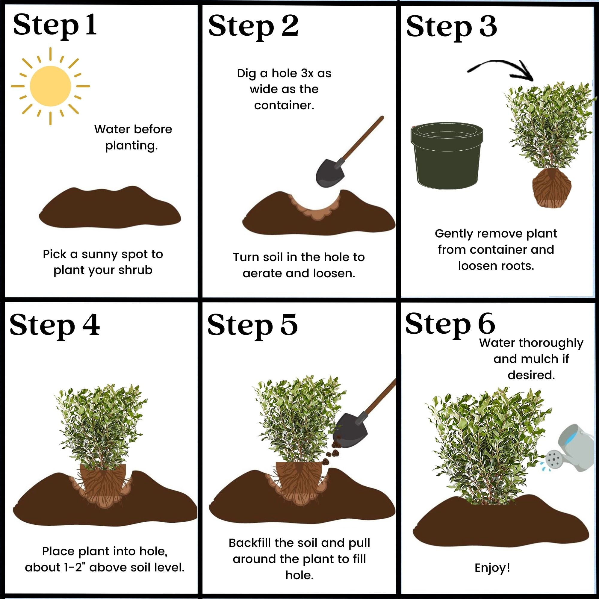 Ligustrum Recurvifolium Privet Live Shrub (7 Gallon)