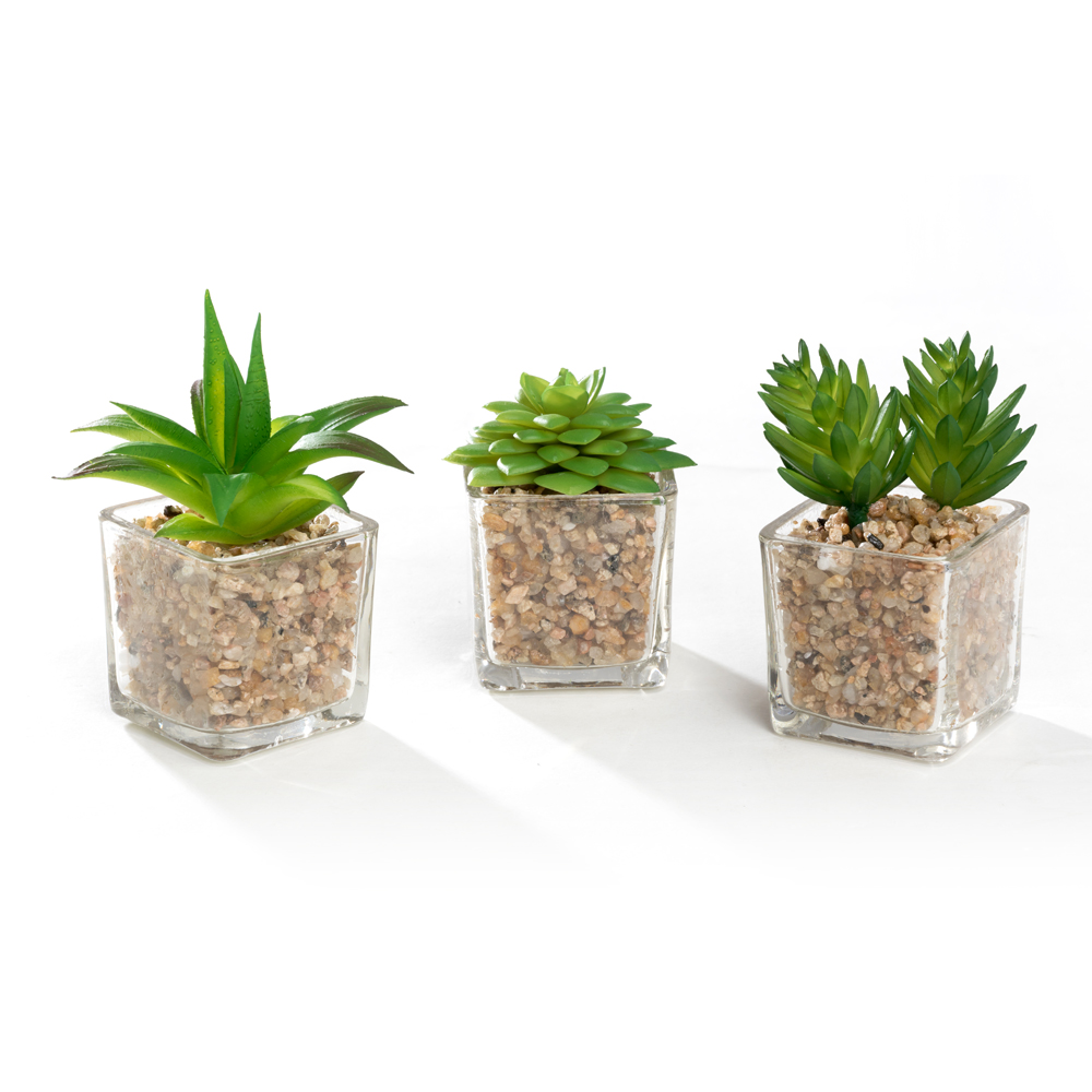 K-Cliffs Mini Succulent  Potted in Modern Cube Shape Clear Glass Pots 3pcs Set.Overall- 8.3L x 3.9W x 4.3H inches; each Pot (not including Plants)- 2L x 2W x 2H inch