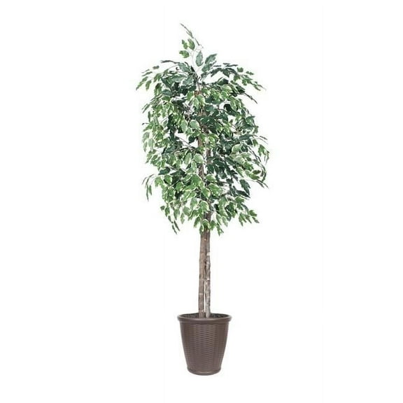 Vickerman TEC0260-RB 6 ft. Variegated Ficus Tree Round Brown Container Decorative Plant, Green & White