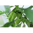 thumbnail image 2 of 10 Red CAROLINA REAPER PEPPER World's Hottest Capsicum Chinense Hot Chili Vegetable Seeds, 2 of 3