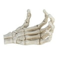 thumbnail image 3 of Halloween Skeleton Hands, Light Weight Skull Claw Skeleton Model High Hardness  For Teaching Tool For Bracket For Home Decoration, 3 of 8