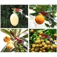 thumbnail image 5 of Plastic Long Handle Telescopic Professional Fruit Picker,Garden Secateurs for Tree Branches,Practical Tree Reach Pruner Trimming Lopper, 5 of 6