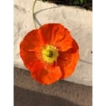 thumbnail image 6 of RedCrocus Champagne Scarlet Icelandic Poppy - Vibrant Late Spring Bloom, Butterfly Attracting, Garden & Container Plant  1 Gallon (Pack of 10), 6 of 10