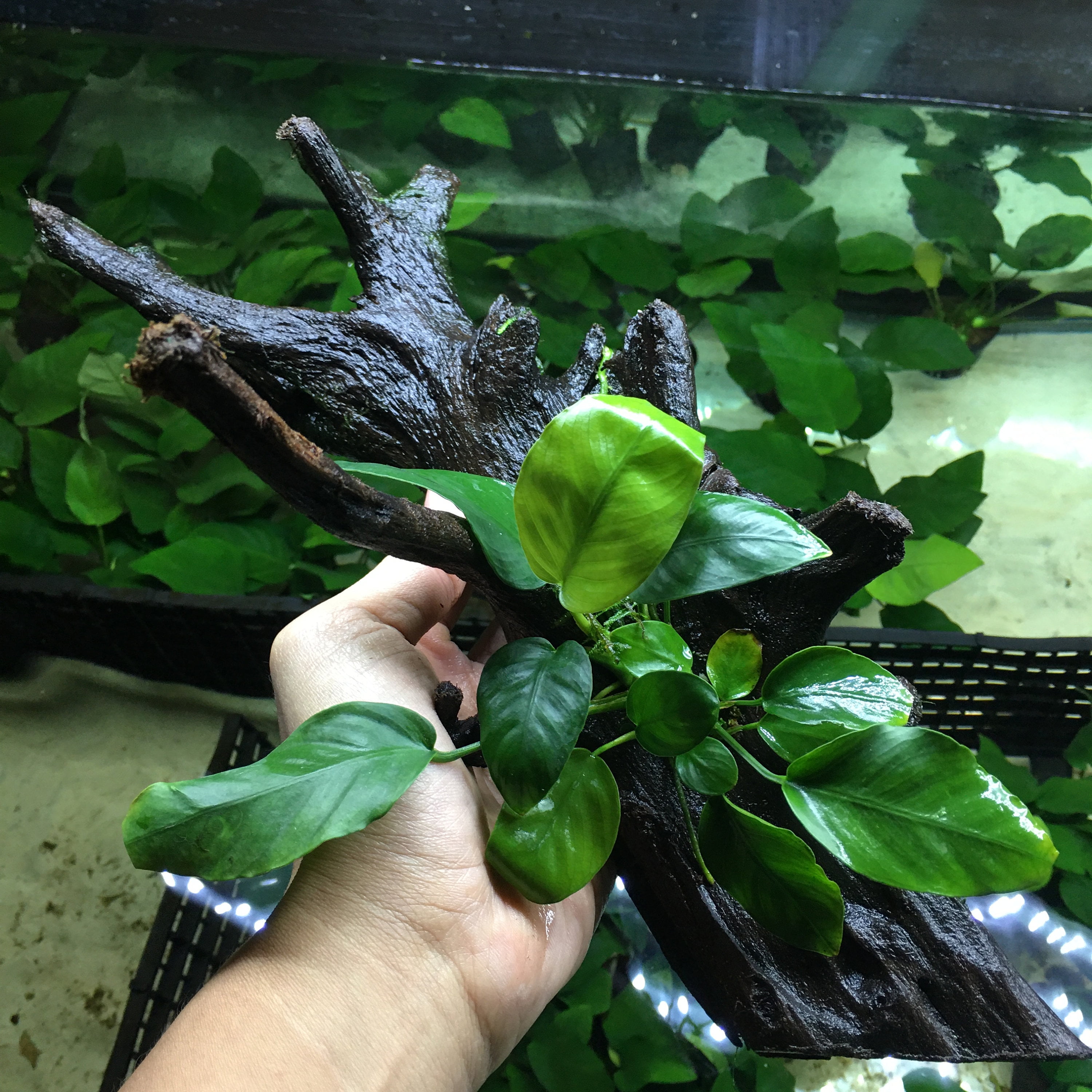 Greenpro l Anubias on Driftwoodd Easy Live Aquarium Plant for Medium to