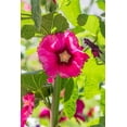 thumbnail image 2 of Wilson, Emily M. 11x14 White Modern Wood Framed Museum Art Print Titled - Sarytag-Sughd Province-Tajikistan Hollyhock blossoms in the mountains of Tajikistan, 2 of 4