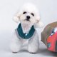 thumbnail image 3 of Otoño Invierno Algodón Azul Espesar Hermosa Suave Cómoda Ropa para Mascotas Abrigo Cálido Ropa para Perros Azul 4XL, 3 of 5