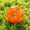 Orange, variant on Interactive Dog Toys with Auto-Rolling Motion, Durable Dog Toys with Smart Sensor Technology, Dog Toys for Small Dogs and Medium Breeds
