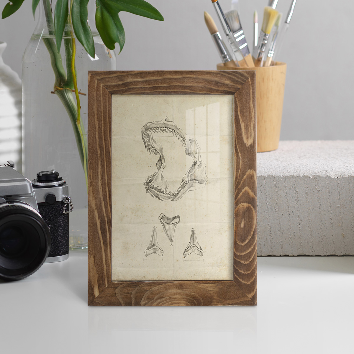 Shark Study II - Framed Print w/glass - Walnut