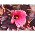 thumbnail image 2 of African Rose Hibiscus - 2 Live Starter Plants - Hibiscus Acetosella - Bold Beautiful Striking Indoor Outdoor Plant, 2 of 6