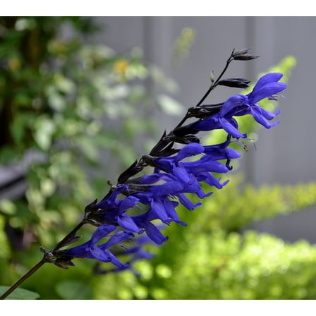 Salvia 'Black and Blue' - Tender Perennial - Live Starter Plant