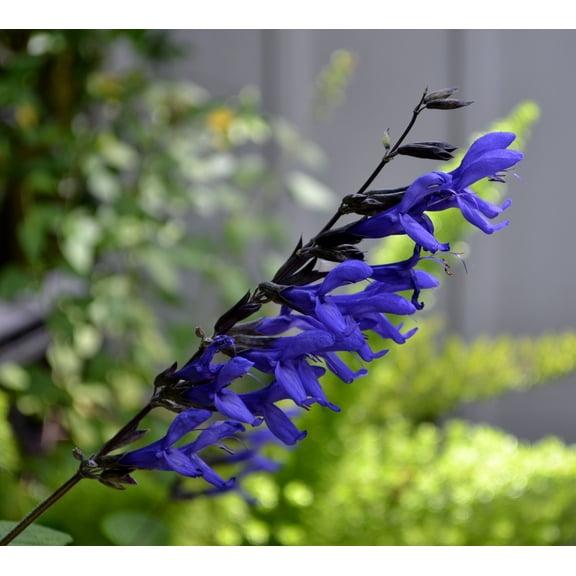 Salvia 'Black and Blue' - Tender Perennial - Live Starter Plant