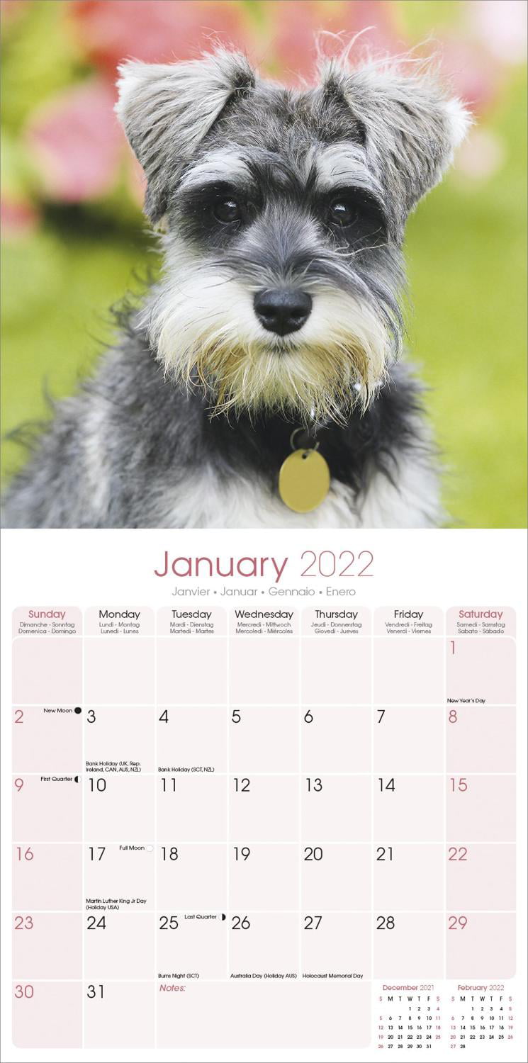 Schnauzer Calendar 2021 Premium Dog Breed Calendars Euro 