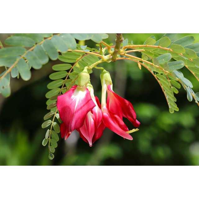 SEED Pack = =10 Seeds Sesbania grandiflora Hummingbird Tree Bright