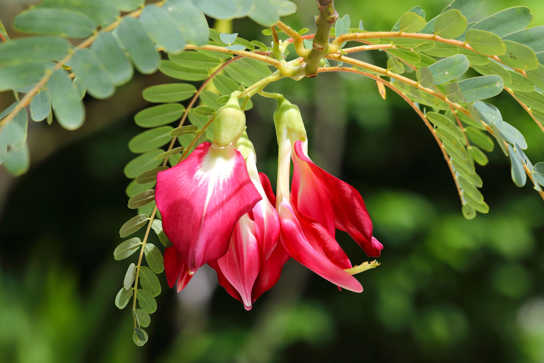 Sesbania Grandiflora Flower Diagram Best Flower Site Sesbania Grandiflora Flower Diagram Best Flower Site