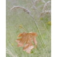 thumbnail image 2 of Paulson, Don 20x24 White Modern Wood Framed Museum Art Print Titled - Washington, Seabeck Maple leaf in meadow grasses, 2 of 4