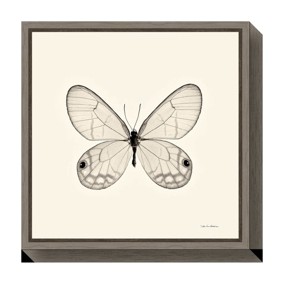 Amanti Art Butterfly I Crop Framed Canvas Wall Art