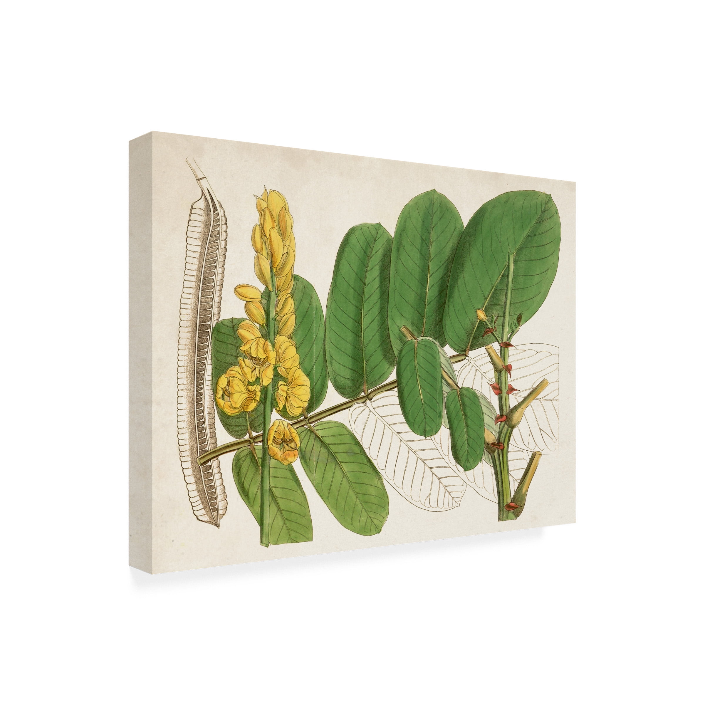 Curtis 'Tropical Foliage and Fruit II' Canvas Art