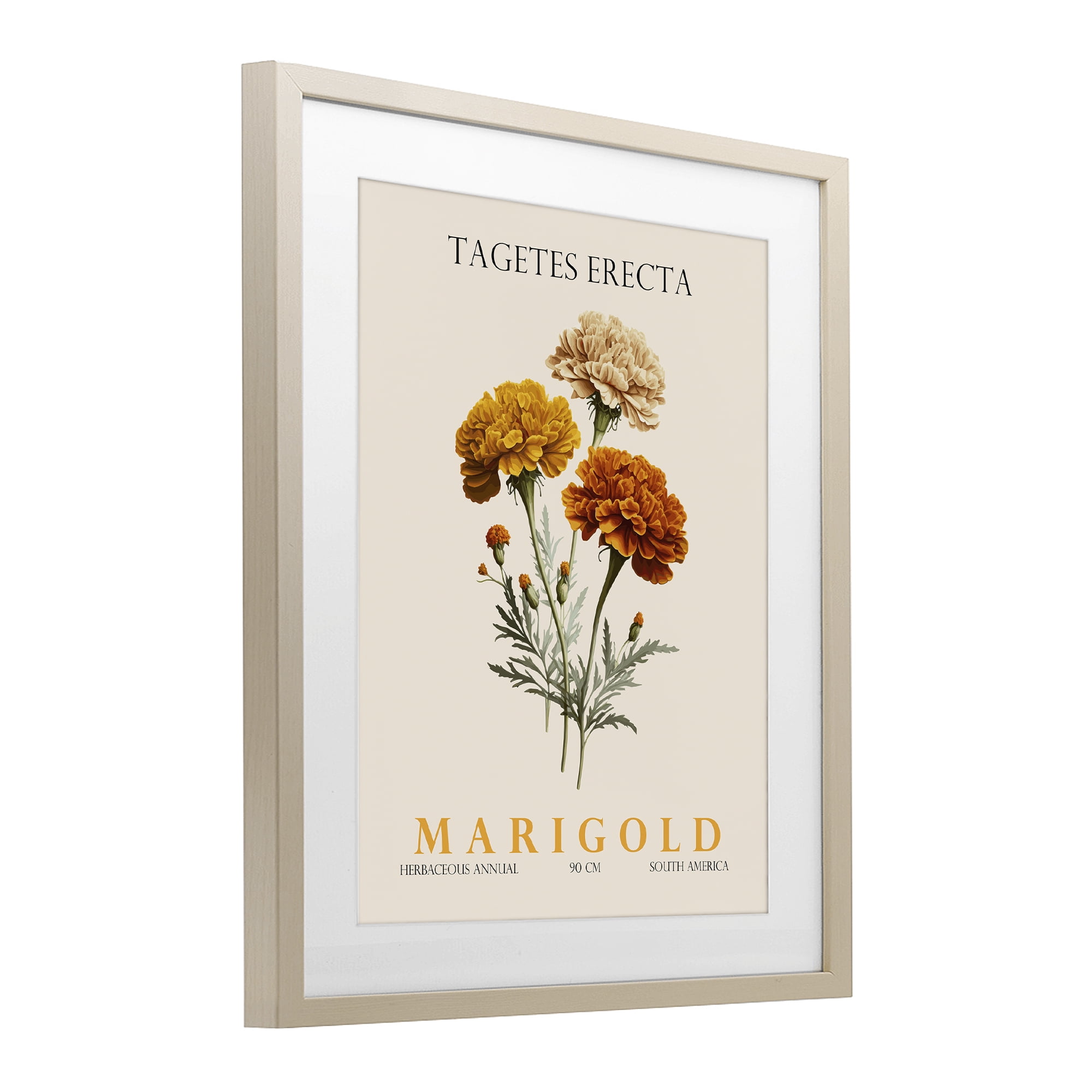Stupell Industries Natural Marigold Bundle Birch Framed Print Under Glass, design by Christopher Giampietro