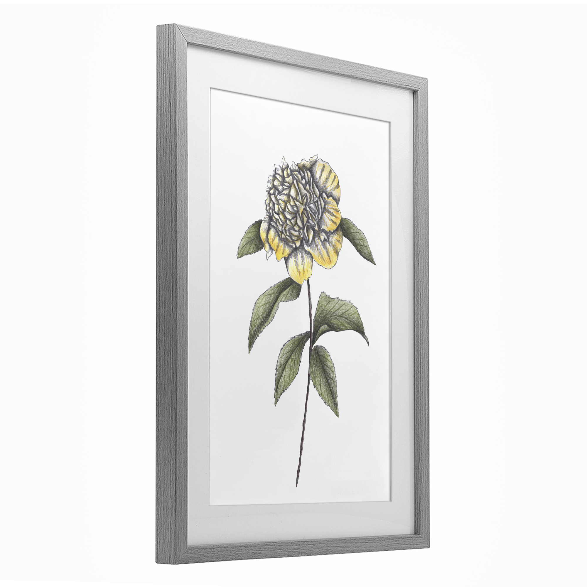 Camellia Flower Illustration Gray Framed Print Under Glass, design by Cecilia Battaini
