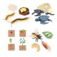 thumbnail image 1 of Juguetes de aprendizaje del ciclo de vida, ciencia educativa, animales preescolares, figuritas de plantas, juguetes Montessori para enseñanza, juegos Estilo A, 1 of 10