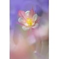 thumbnail image 2 of Jones, Adam 13x18 White Modern Wood Framed Museum Art Print Titled - Soft focus Columbine flower-Salem-Oregon, 2 of 4