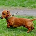 thumbnail image 5 of KAKOWELY Pet Hand Leash 1Pc Outdoor Pulling Rope Practical Traction Rope Creative Training Strap Supply196.85"X0.2"X0.2", 5 of 5
