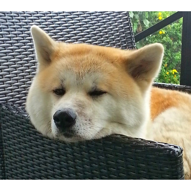 Dog Breed Pointed Japan Akita Dog Race Prick Ears20 Inch By 30 Inch Laminated Poster With