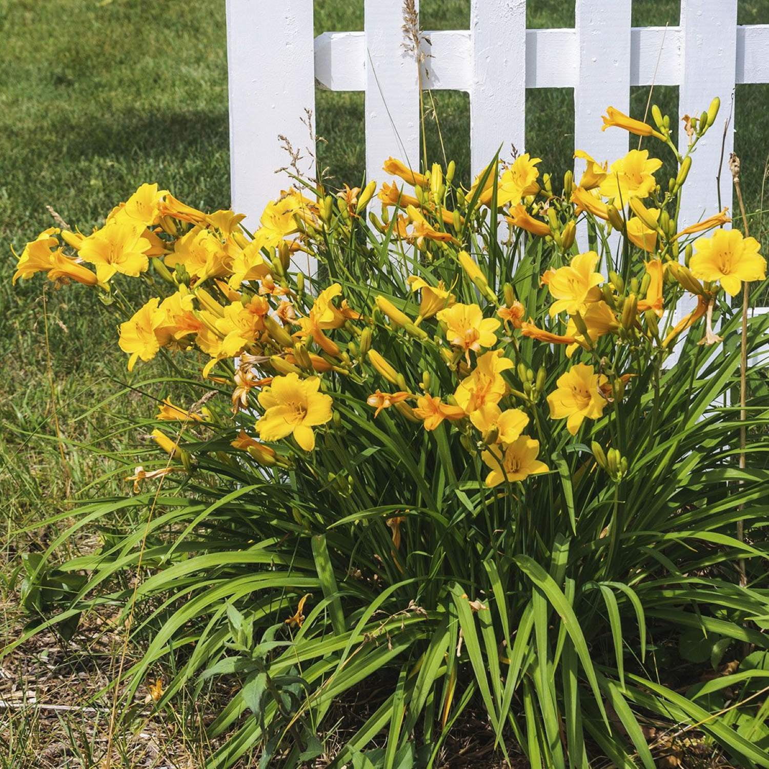 Southern Living Evergreen Stella Daylily Live Shrub in 2.5-Quart Grower Pot