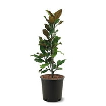 Expert Gardener 3-4 ft. tall Bracken's Brown Beauty Southern Magnolia Live Tree in 7-Gallon Grower Pot