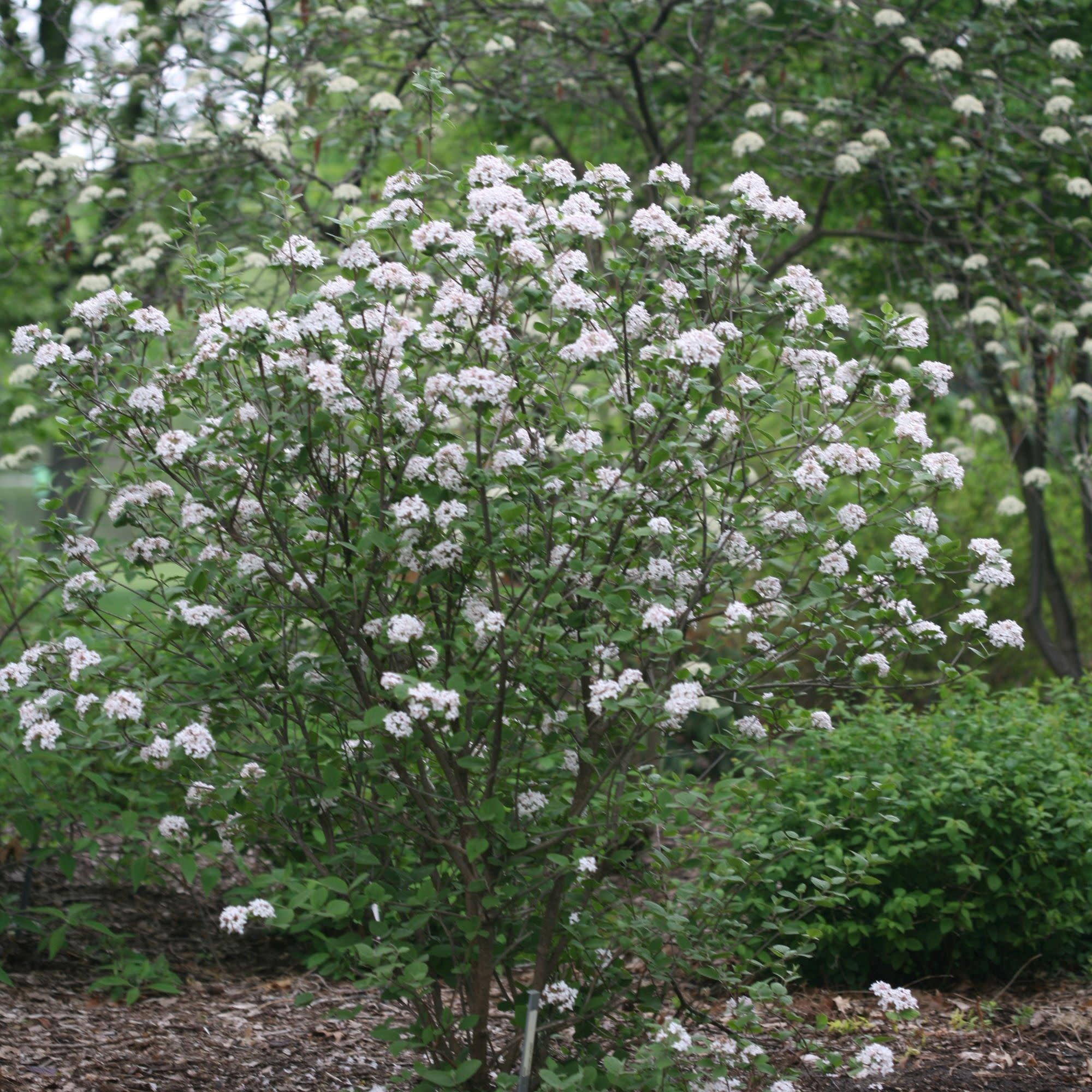 Proven Winners ColorChoice 5" Red Spice Girl Koreanspice Viburnum Live Plant in 4.5" Pot (4 Count)