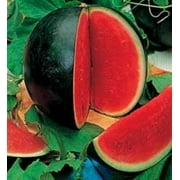 100 *Seeds SUGAR BABY WATERMELON Citrullus lanatus Fruit Melon Seeds