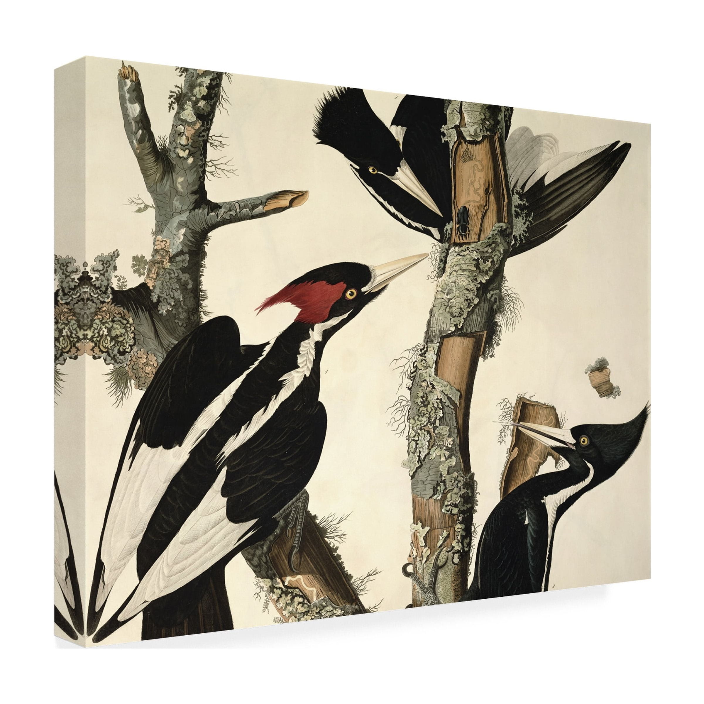 Trademark Fine Art "Ivory-Billed Woodpecker" Canvas Art by John James Audubon