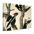 thumbnail image 4 of Trademark Fine Art "Ivory-Billed Woodpecker" Canvas Art by John James Audubon, 4 of 4