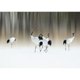 thumbnail image 3 of Iga, Ikuo 24x18 Black Modern Framed Museum Art Print Titled - Red-Crested White Cranes, 3 of 5