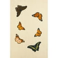 thumbnail image 2 of Nicolas Struyk 13x18 Black Ornate Wood Framed Double Matted Museum Art Print Titled - Studies of Six Butterflies (18th Century), 2 of 5