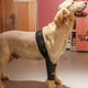 thumbnail image 4 of Perro de la manga de la recuperación de la parte delantera trasera de la pierna de apoyo para e Carevas  Abrazadera, 4 of 7