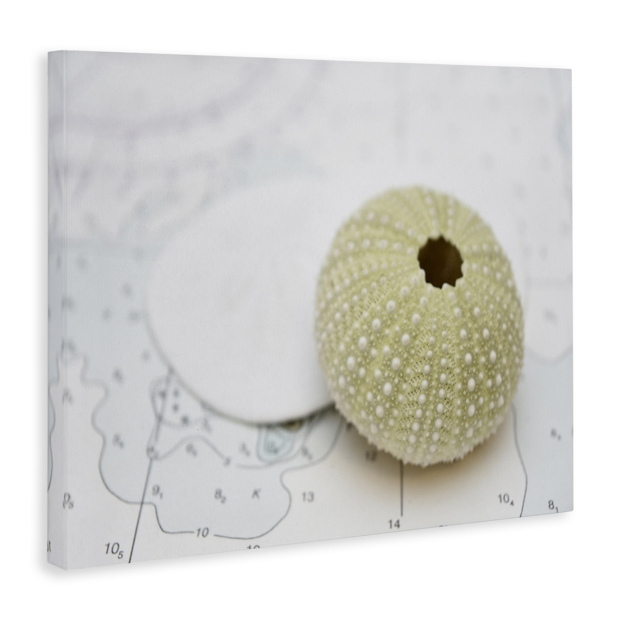 Stupell Industries Aquatic Sea Urchin Nautical & Beach Photography Wrapped Canvas Art Print Wall Art, 20 x 16