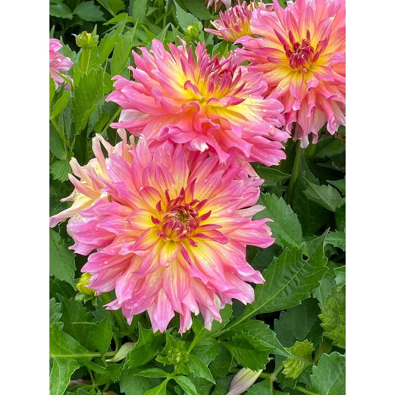 Go-Go Pink Yellow Dahlia - Top Size Root Clump - Compact/Low