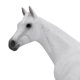 thumbnail image 5 of Caballo Breyer de la Serie Freedom Pura Sangre Gris con Pulgas, 5 of 5