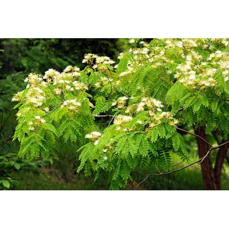 10 seeds White Siris Tree - Albizia or Silk Tree -Winter Interest -Container Plant or Standard Gardening-  Albizia
