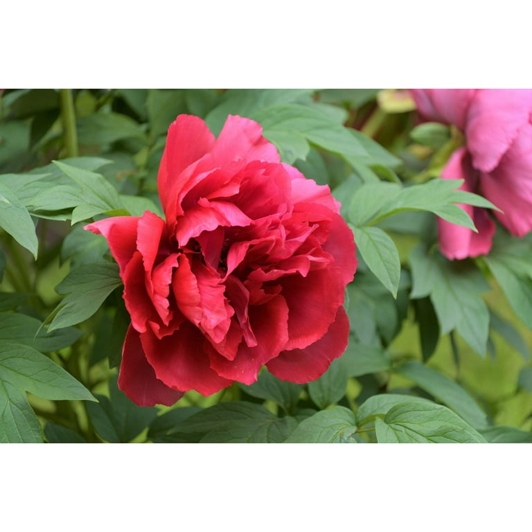 10 Seeds TREE PEONY Mountain Paeony Paeonia Suffruticosa 10 Seeds TREE PEONY Mountain Paeony Paeonia Suffruticosa