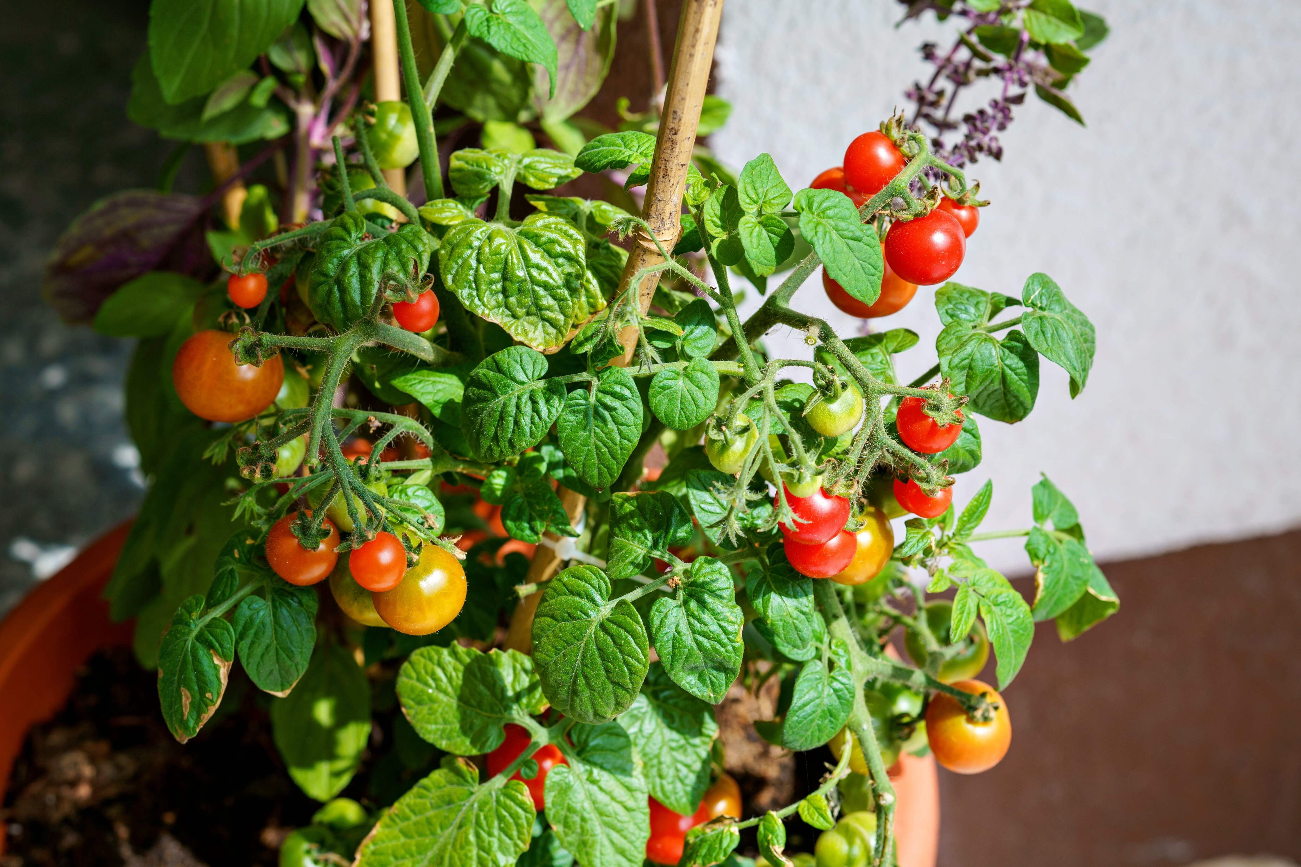 500 BULK Dwarf Cherry TOMATO TINY TIM Solanum Lycoperscium Red Fruit Seeds