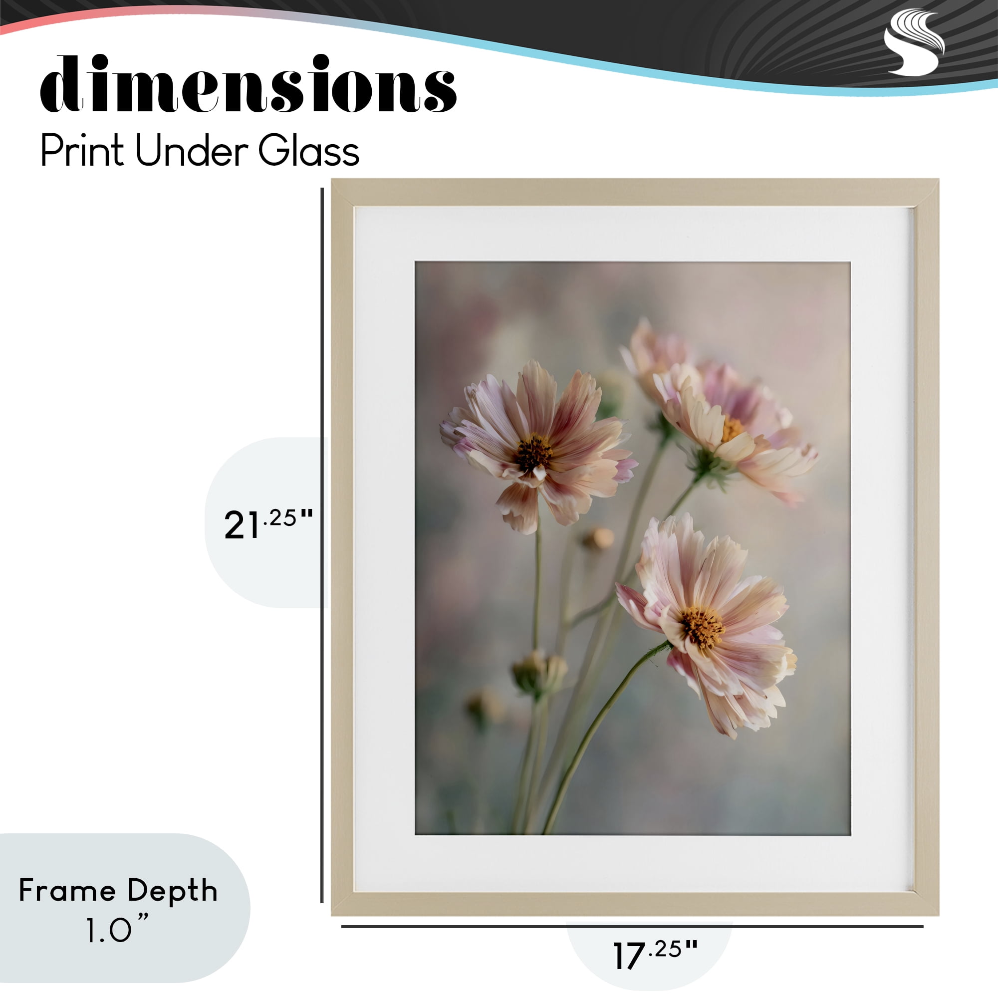 Stupell Industries Pink Daisies Close Up Birch Framed Print Under Glass, design by Franklyn Gregory