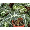thumbnail image 4 of Alocasia Amazonica Live Plant - African Mask Plant - Amazonian Elephant Ear - Houseplant in 4" pot, 4 of 5