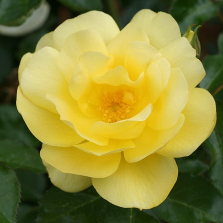 Heirloom Roses Yellow Shrub Rose Bush Live Plants, Fragrant Plants for Outdoors