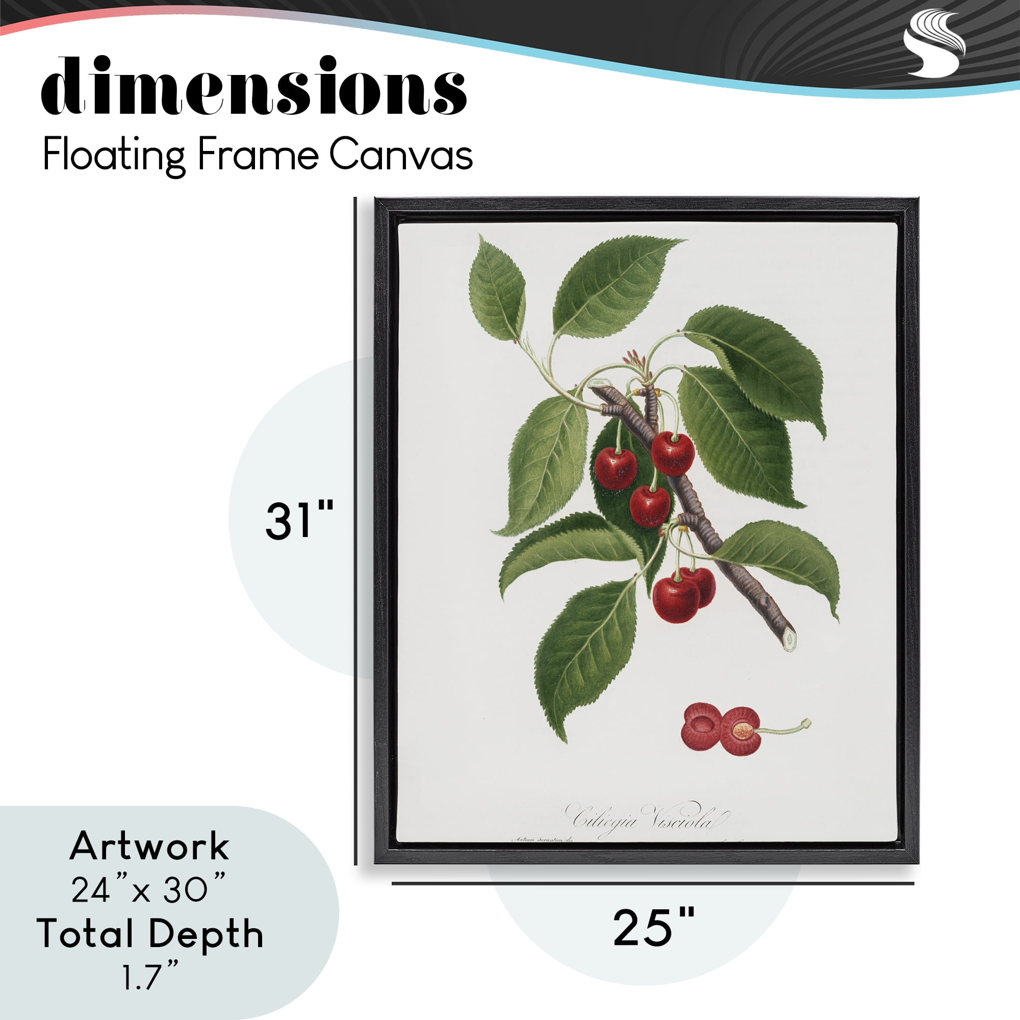 Latin Study of Cherry Plant Black Framed Floater Canvas Wall Art, design by Lettered and Lined